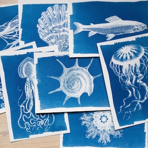 Pochoirs cyanotype, kit cyanotype juste des pochoirs, travaux de bricolage, impression cyanotype, kit de création, pochoirs d'animaux marins image 1