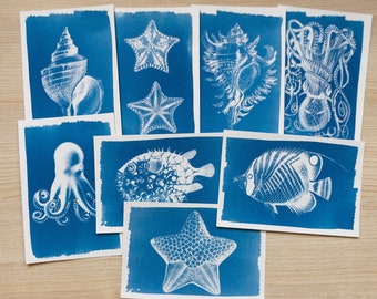 Stencil per cianotipia a forma di stella marina / Negativi di stampa solare vintage a tema marino / Regalo artistico a tema oceano