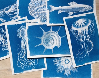 Cyanotypischabloner med havsdjur för soltryck | Återanvändbara havsnegativ | Blue Print Art Supplies