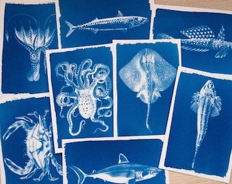 Stencil cianotipici di razza e calamaro / Negativi per stampe di sole di profondità / Regalo artistico per amanti dell'oceano