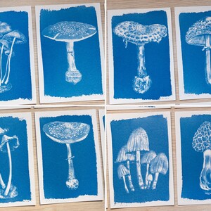 fungi cyanotype prints
