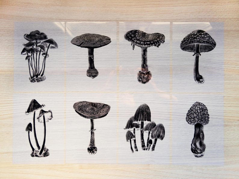 cyanotype stencils