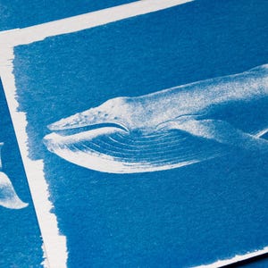 whale cyanotype stencils