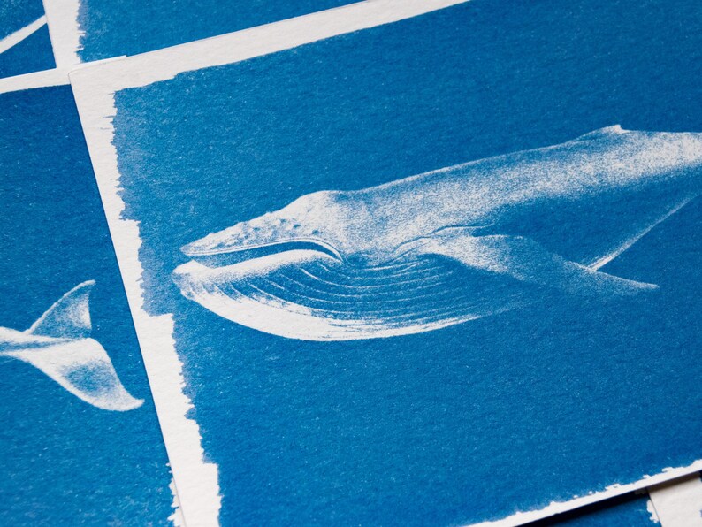 whale cyanotype stencils