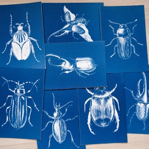 Può includere: Un set di otto carte blu con illustrazioni bianche di diversi scarabei. Gli scarabei sono raffigurati in modo dettagliato e realistico, mostrando le loro caratteristiche e motivi unici.