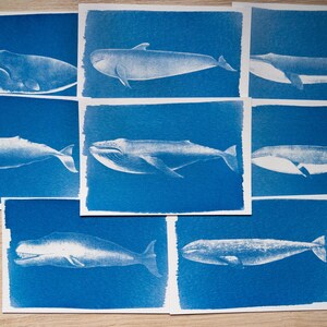 Cyanotype kit, craft kit for adults, solar printing kit, diy craft, diy cyanotype kit, diy kit, cyanotype print, craft kit, cyanotype art image 3