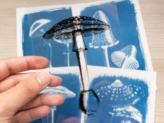 Cyanotype Kit, Diy Kit, Solar Printing Kit, Mushrooms Cyanotype