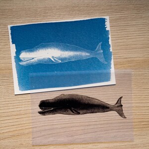 Cyanotype kit, craft kit for adults, solar printing kit, diy craft, diy cyanotype kit, diy kit, cyanotype print, craft kit, cyanotype art image 15