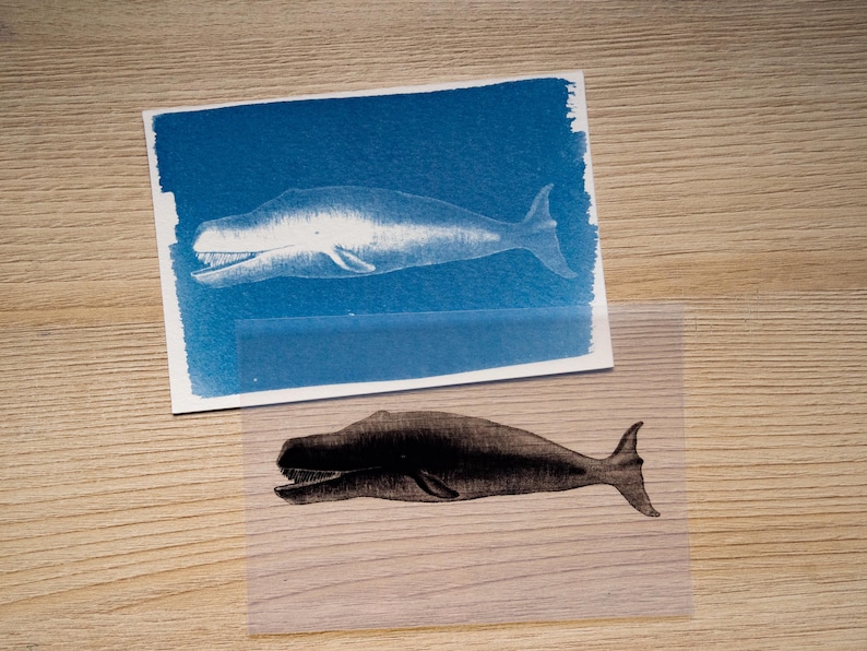 Cyanotype kit, craft kit for adults, solar printing kit, diy craft, diy cyanotype kit, diy kit, cyanotype print, craft kit, cyanotype art image 15