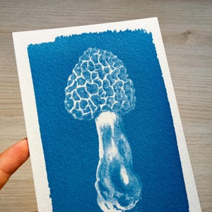 fungi cyanotype print