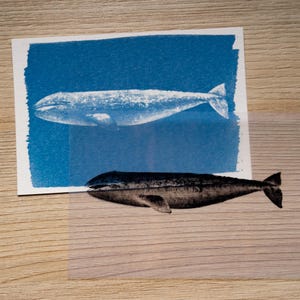 sea animals cyanotype stencils
