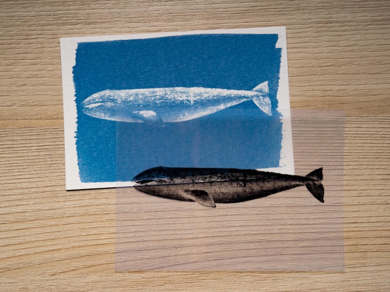 sea animals cyanotype stencils