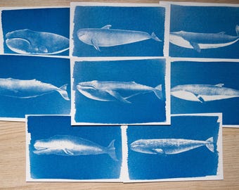 Whale Cyanotype Stencils | Ocean Sun Print Negatives | Sea Life Nature Art Gift