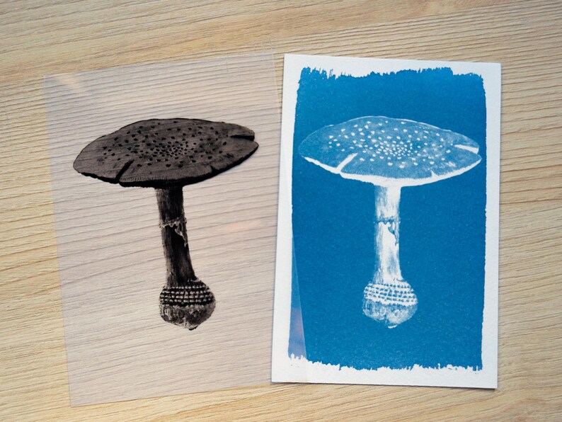 cyanotype print