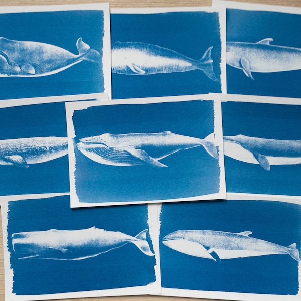 Cyanotype stencils, cyanotype kit just stencils, cyanotype print, diy kit, craft kit, solar printing kit only stencils, whales stencils