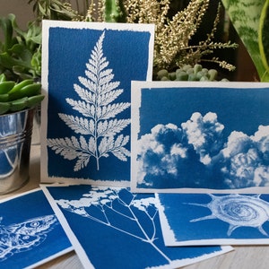 cyanotype prints made with a diy solar priting kit