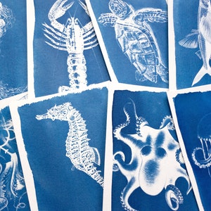 Stencil cianotipia, kit cianotipia solo stencil, artigianato fai da te, stampa cianotipia, kit artigianale, stencil animali marini, arte murale cianotipia