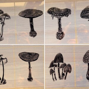 stencils for cyanotype