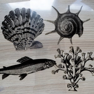 sea animals stencils