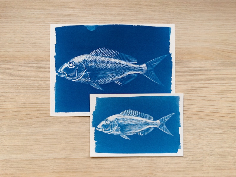 Fish Cyanotype Stencils | Sea Life Sun Print Negatives | Nature Ocean ...