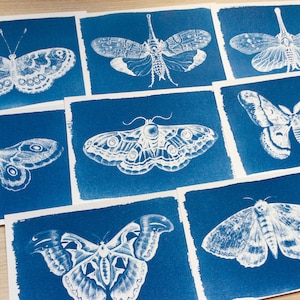 May include: A set of nine blue prints featuring white silhouettes of various moths and butterflies. The prints are arranged in a grid pattern on a wooden surface.