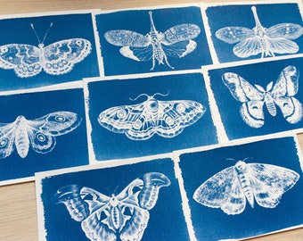 Stencil per cianotipia di falena / Negativi di stampa solare Dark Academia / Regalo artistico naturalistico