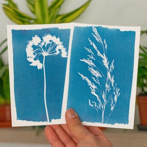 dry flowers cyanotype prints