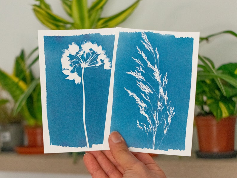 dry flowers cyanotype prints