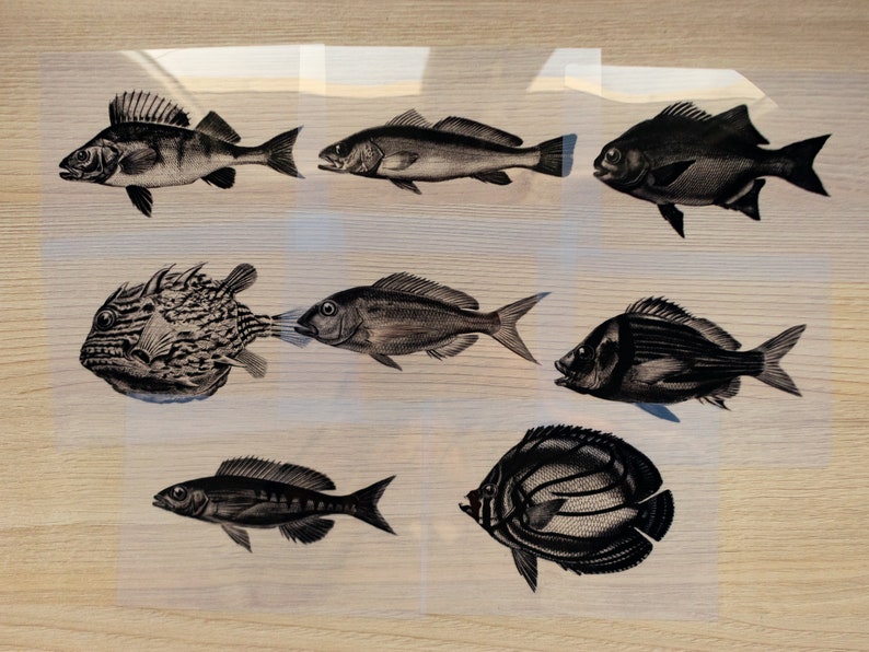 Fish Cyanotype Stencils | Sea Life Sun Print Negatives | Nature Ocean ...