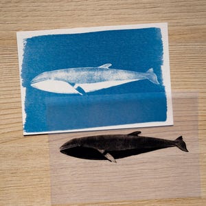 Cyanotype kit, craft kit for adults, solar printing kit, diy craft, diy cyanotype kit, diy kit, cyanotype print, craft kit, cyanotype art image 16