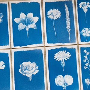 Pochoirs cyanotypes, kit cyanotype uniquement, pochoirs fleurs pressées, impression cyanotype, kit de bricolage, kit de création manuelle, pochoirs cyanotype botaniques