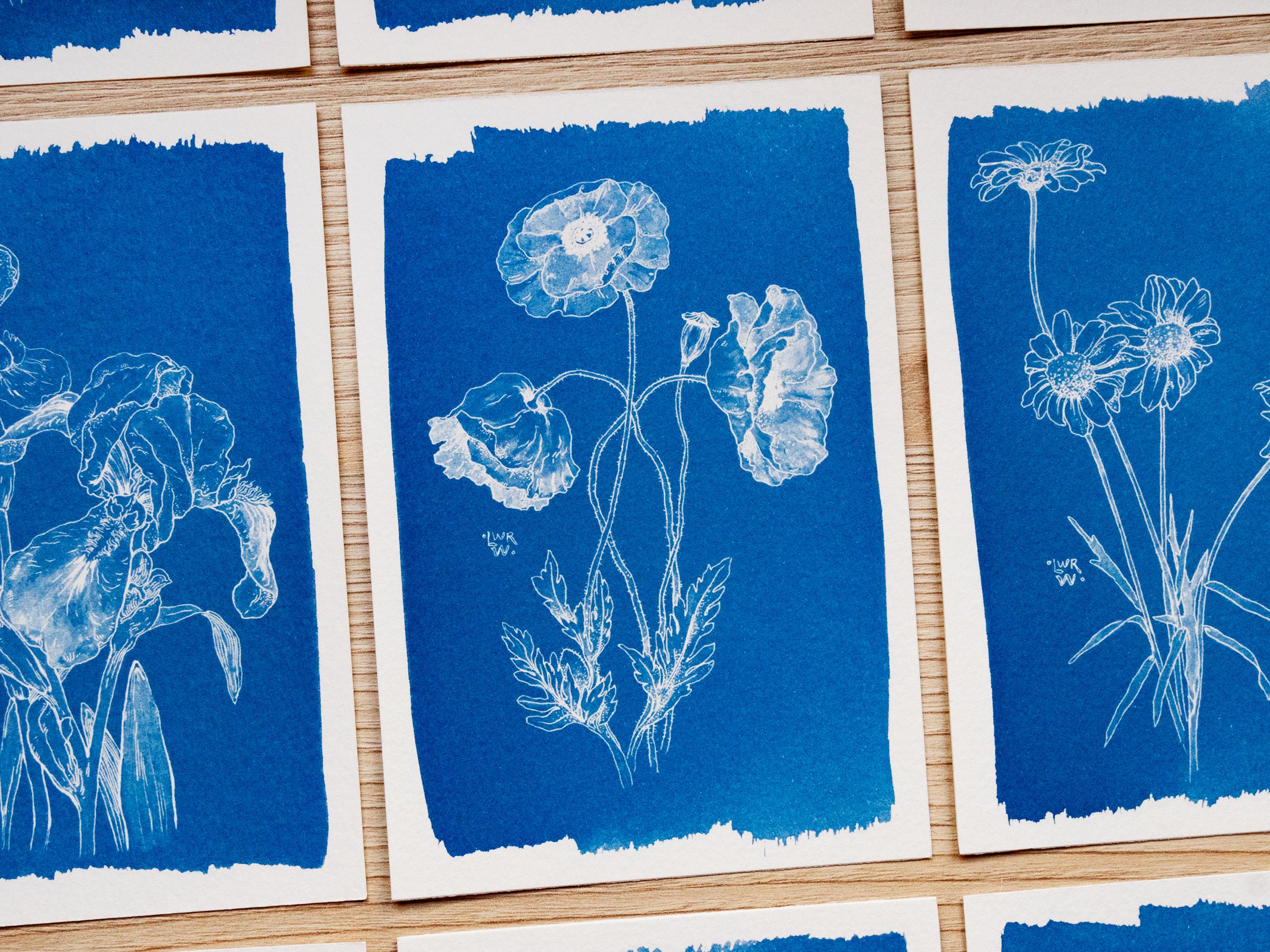 Cyanotype Negatives