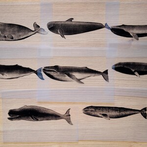 Cyanotype kit, craft kit for adults, solar printing kit, diy craft, diy cyanotype kit, diy kit, cyanotype print, craft kit, cyanotype art image 2