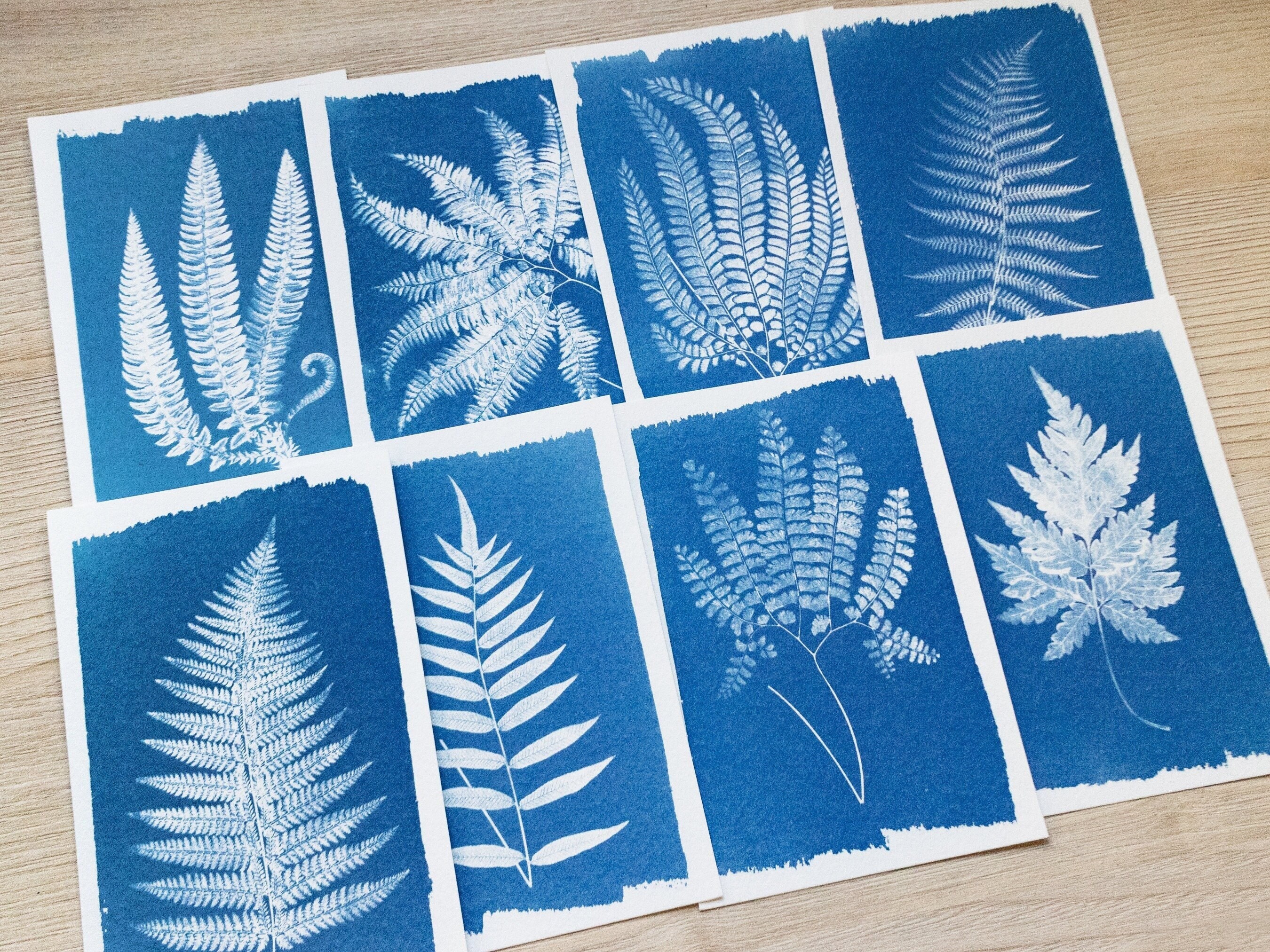 Cyanotype Stencil Kit , Sun Printing Kit Butterfly Edition 