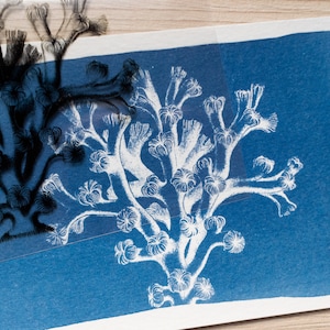 Pochoirs cyanotype, kit cyanotype juste des pochoirs, travaux de bricolage, impression cyanotype, kit de création, pochoirs d'animaux marins image 9