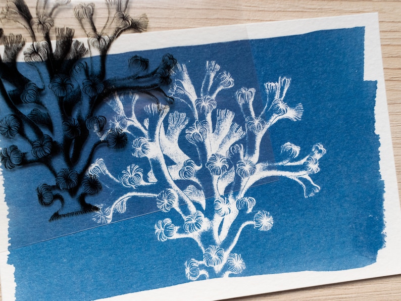 Pochoirs cyanotype, kit cyanotype juste des pochoirs, travaux de bricolage, impression cyanotype, kit de création, pochoirs d'animaux marins image 9