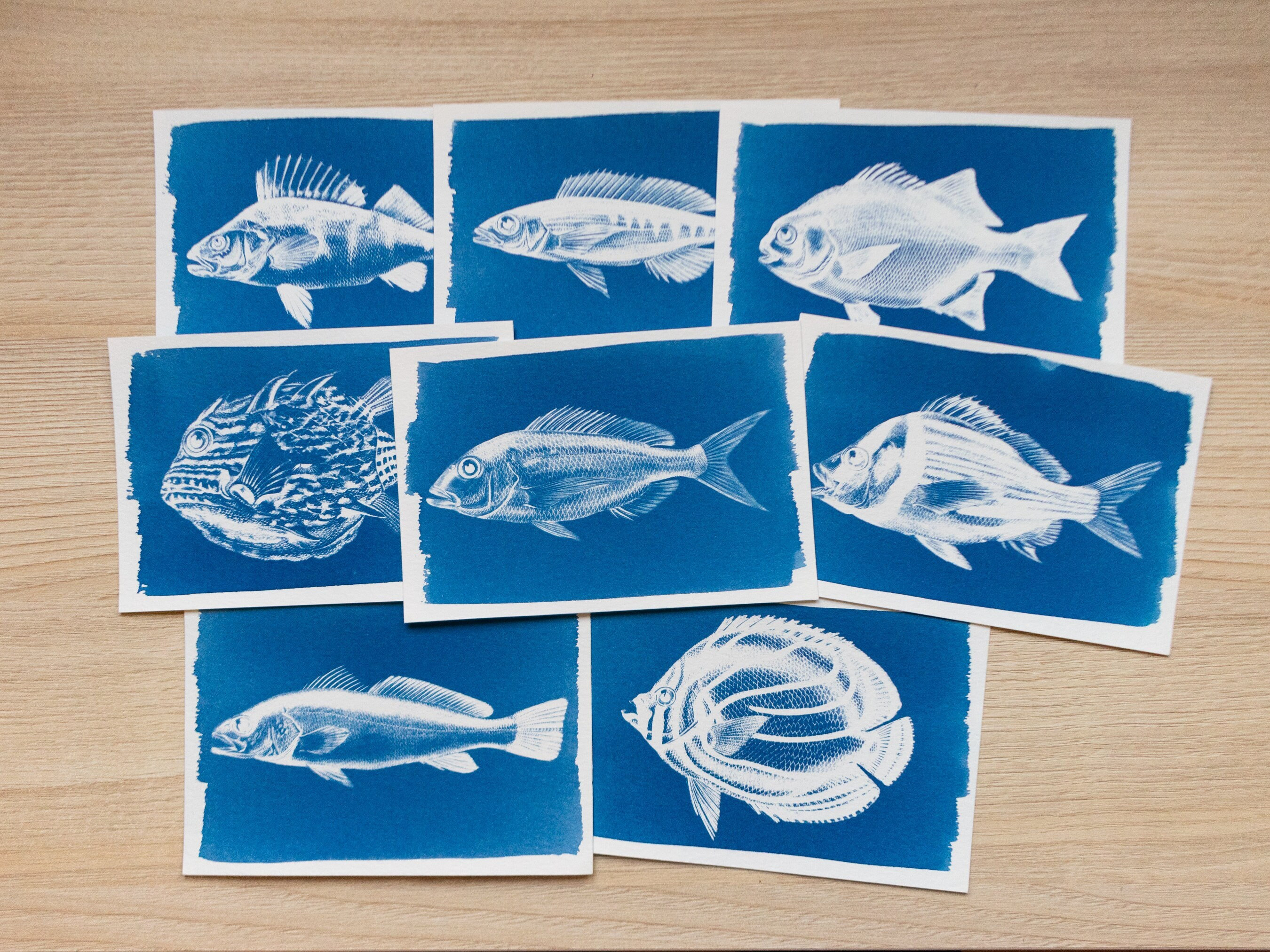 Fish Cyanotype Stencils | Sea Life Sun Print Negatives | Nature Ocean ...