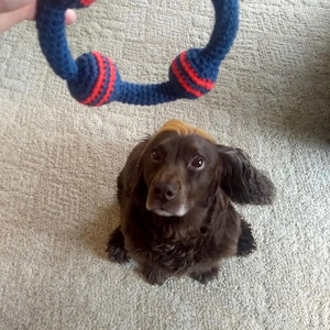 May include: A brown and tan dog with floppy ears sits on a light gray carpet looking up at a blue and red crocheted ring toy.