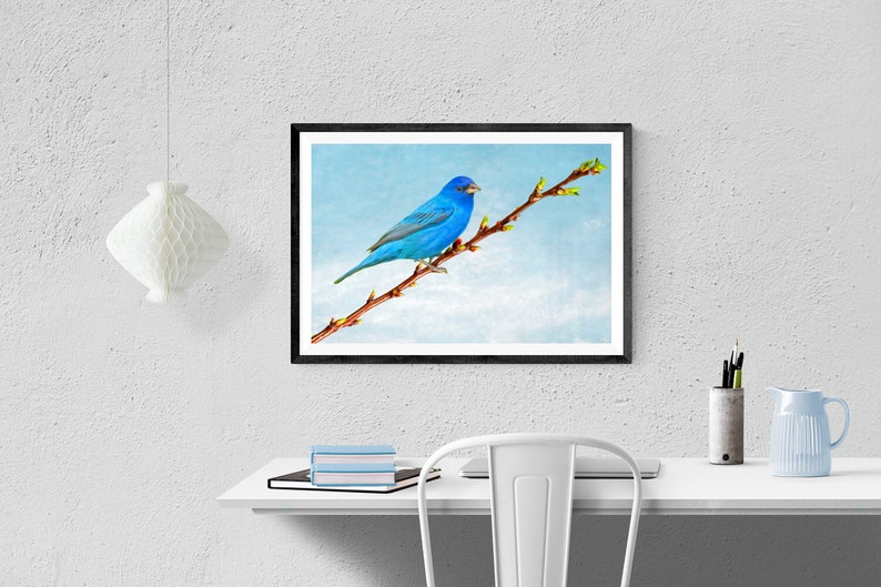 Indigo Bunting Bird Bird Wall Art Bird Photography Fine Art Etsy