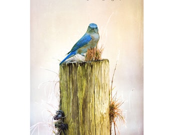 Female Bluebird, Eastern Bluebird, Home Decor, Bird Photography, Original Artwork, Bird Wall Art, Gift Ideas, Bird Lovers, Cabin Decor