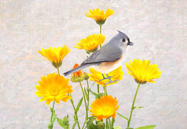 Tufted Titmouse Bird Gift Ideas Throw Pillow Yellow Marigold Accent Pillow Lumbar Cushion Home Decor Bird Photography Bird Lovers