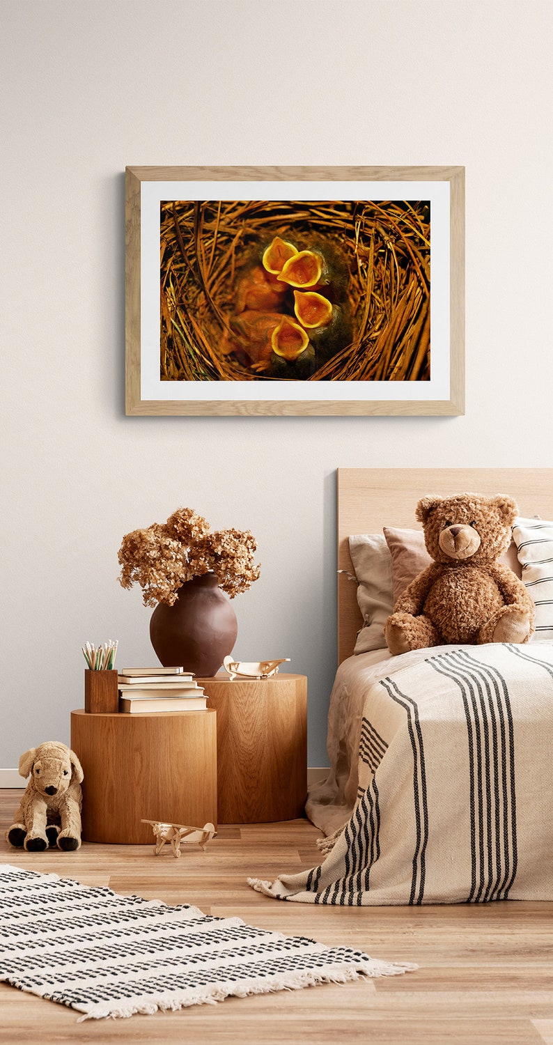 Baby bluebirds in nest hungry baby bird art print bird wall  etsy Baby bluebirds in nest hungry baby bird art print bird wall  etsy