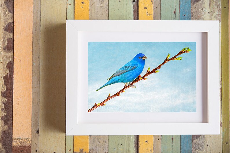 Indigo Bunting Bird Bird Wall Art Bird Photography Fine Art Etsy
