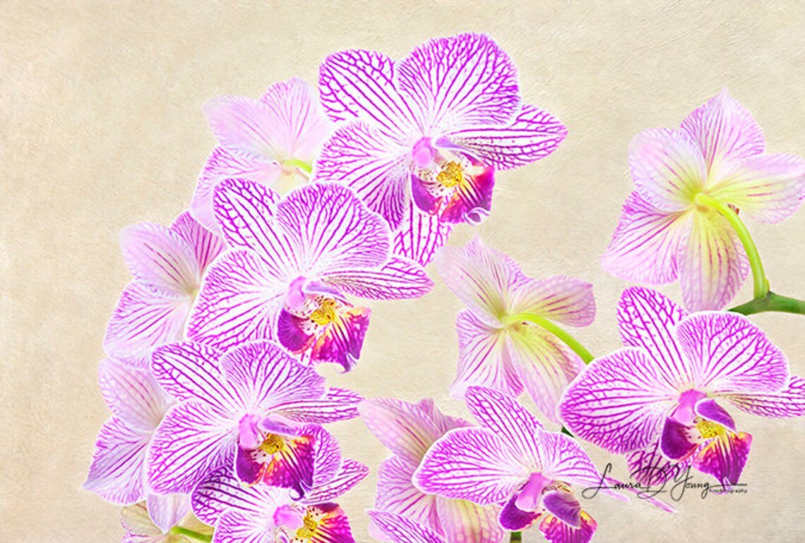 Purple Orchid Flowers Orchid Wall Art Flower Lovers Flower Etsy