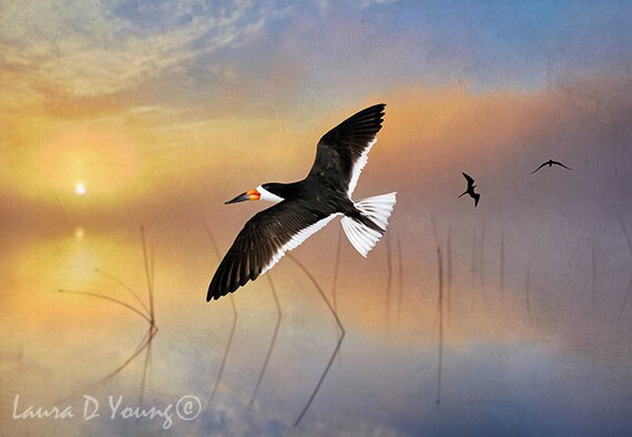 écumoire Noir Oiseau En Vol Oiseau De Mer Côte Rivage Noir En Floride Oiseau Wall Art Océan Coucher De Soleil Chalet Art Déco Photographie