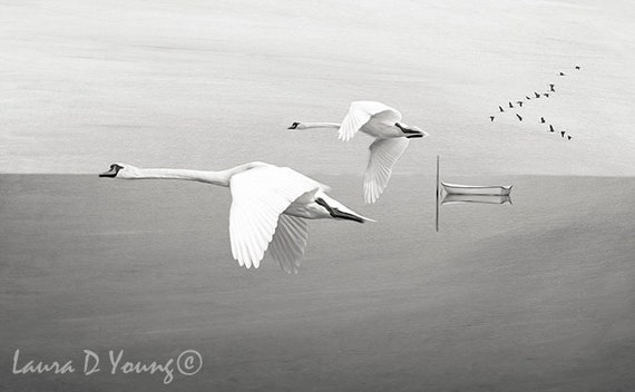 Art Mural Blanc Cygnes En Vol Art Noir Et Blanc Oiseau Oiseau Chaloupe 0n Leau La Photographie Amateurs Doiseaux Idées Cadeaux Fine Art