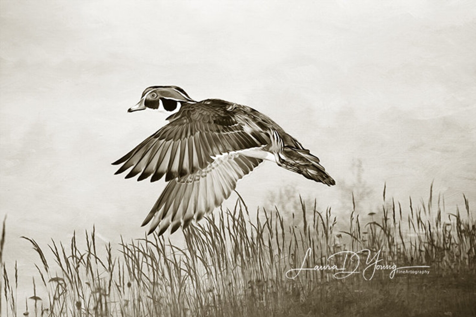 Male Wood Duck Wetlands Black and White Art Gift Etsy