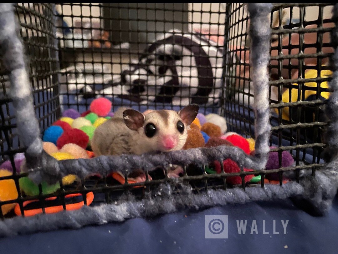 Sugar Glider Ball Pits Etsy