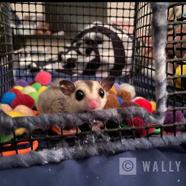 Sugar glider ball pits