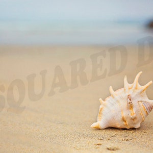 Beach Photo Download, Seashell Digital Printable, Home Wall Art Download Photo, Beach Art Decor, Screen Saver, Room Decor, Office Art Decor